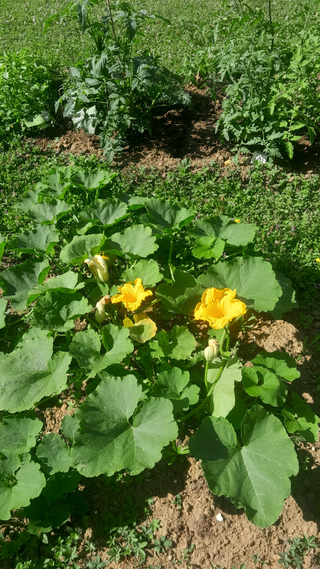 JARDIN COMMUN - DÉJEUNER SUR L’ERBE