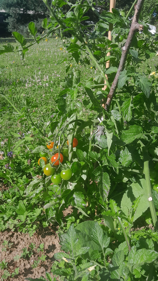 JARDIN COMMUN - DÉJEUNER SUR L’ERBE